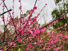 -上海海湾国家森林公园