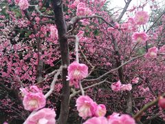 -白塘生态植物园