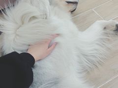 -李小姐の猫咖啡馆(五角场店)