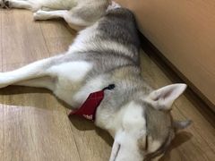 -Husky Go! 哈士奇体验馆·宠物咖啡厅狗咖