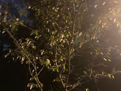 -武汉大学-樱园