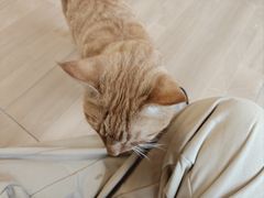 -唐小姐の私宠·宠物洗护美容·撸猫馆·购宠(周浦万达旗舰店)