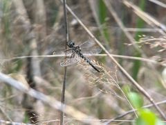 -野鸭湖国家湿地公园