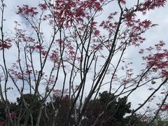 -枫桥夜泊