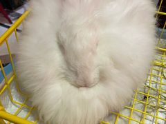 -猫色咖啡·猫咖