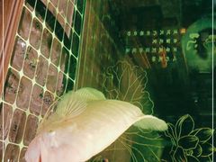 -老三羊汤【北兴隆街店】