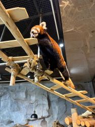 -Zoolung Zoolung动物主题公园(海信广场店)