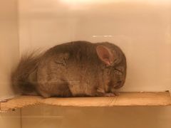 -龙猫仔乐园(惠福东路店)