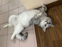 -佳雯宠物医院(金华南路分院)