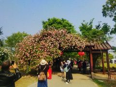 -鹅湖玫瑰文化园