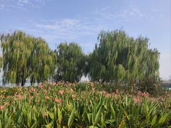 -西山漾湿地公园