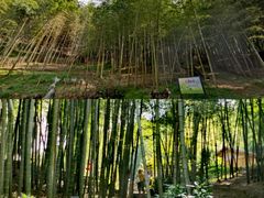 -宁波浙东大竹海景区