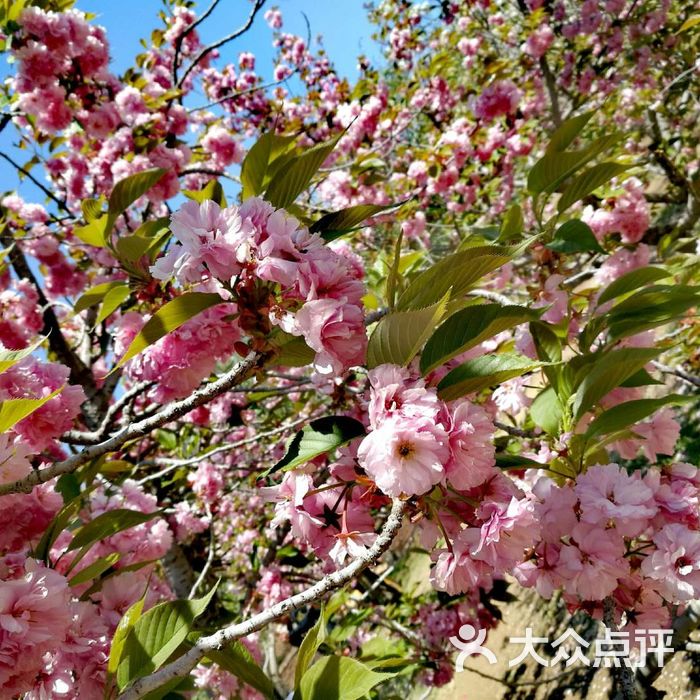 北京植物园樱花图片
