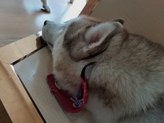 -Husky Go! 哈士奇体验馆·宠物咖啡厅狗咖