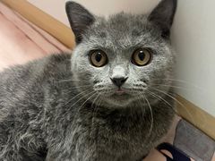 -乖乖宠物医院·猫科·急重症中心(车站北路分院)