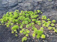 -夏威夷火山国家公园