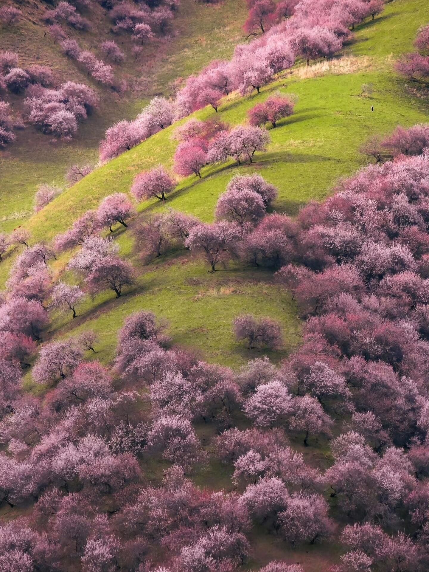 中国杏花开得最美的地方🌸新疆伊犁杏花沟