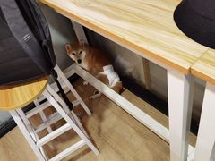 -南京Hallo宠物乐园·哈罗犬舍·柴犬繁育基地