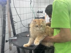 -唐小姐の猫狗洗护·购宠旗舰店(周浦万达店)