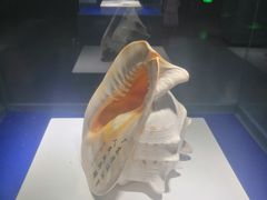 -贝壳王国博物馆