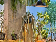 -自由生长植物工作室(深港花卉中心店)