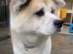-暖阳宠物医院·犬猫康复中心·骨科