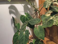-自由生长植物工作室(深港花卉中心店)