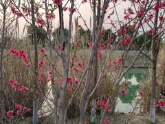 -西京湾花海