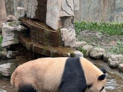 -中国大熊猫保护研究中心雅安碧峰峡基地