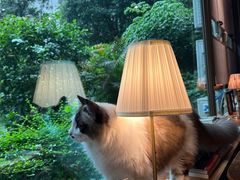 -咖法森林·咖啡  酒吧(天河店)