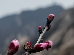 -北京凤凰岭