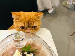 -飞行喵MR PILOT|猫舍·猫咖(静安大融城店)