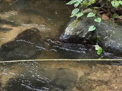 -莫里热带雨林景区