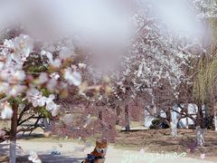 -长白岛森林公园