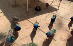 -萌宠亲子动物乐园(槐房万达店)