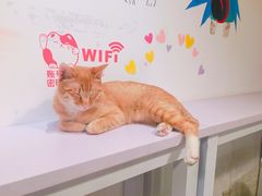 -Cappucimeow猫咪咖啡馆(韦伯时代店)