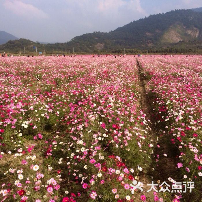 蓀湖花海蓀湖花海圖片-北京其他景點-大眾點評網