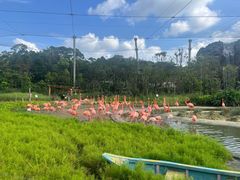 -新加坡飞禽公园