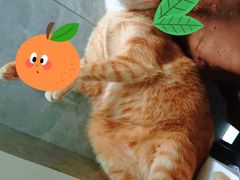 -御宝贝·A梦猫科宠物医院(国际猫友好医院)