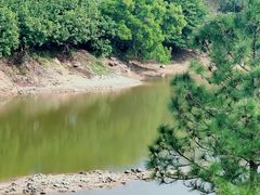 -广东惠东海龟国家级自然保护区