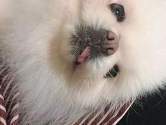 -关爱动物医院·心脏·中兽医·异宠(金牛路分院)