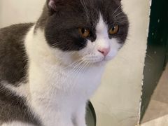 -猫儿山۰猫主题餐厅