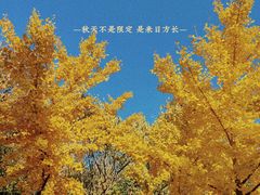 -北京西山国家森林公园