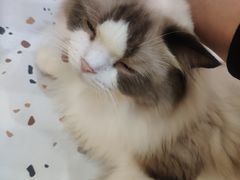 -滚猫咖啡·猫咖·猫友好撸猫(未来城店)