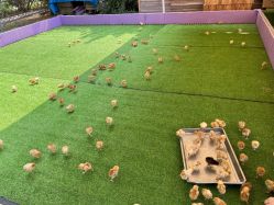 -萌宠亲子动物乐园(槐房万达店)