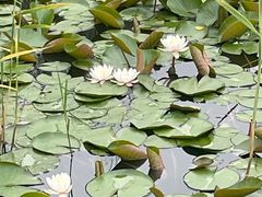 -长广溪湿地公园