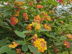 -三圣花乡旅游区