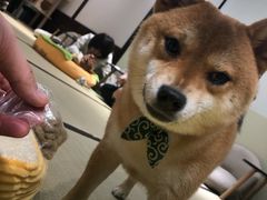 -逗柴咖啡屋·狗咖猫咖宠物桌游