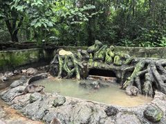 -海南热带野生动植物园