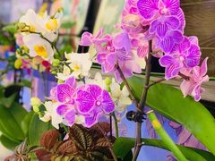 -Rabbit Cafe私房西餐甜点咖啡(栖霞路店)